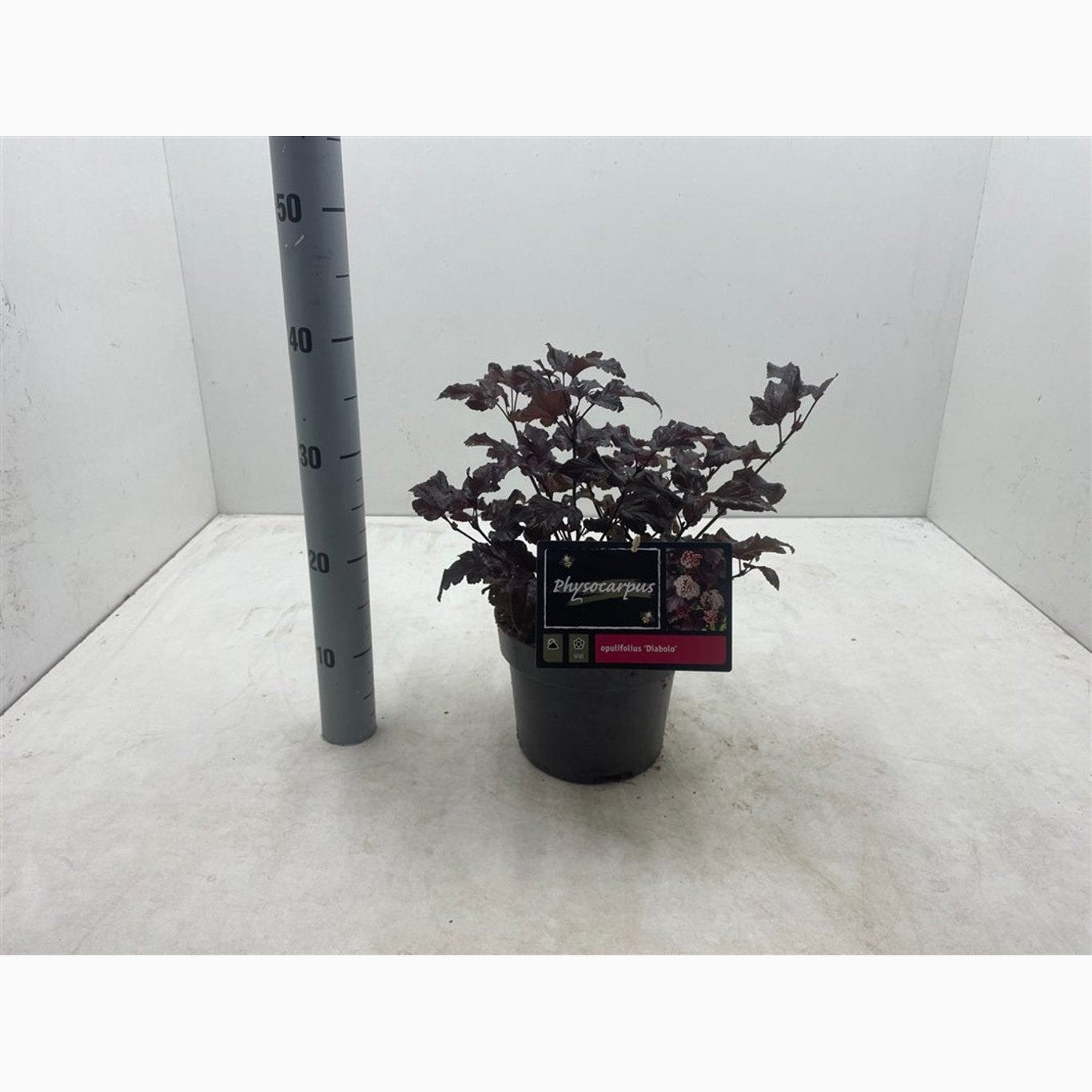 Smällspirea – Physocarpus opulifolius 'Diabolo' - C3